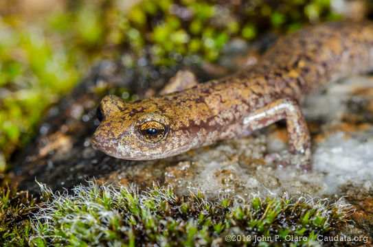 Image of Shasta Salamander