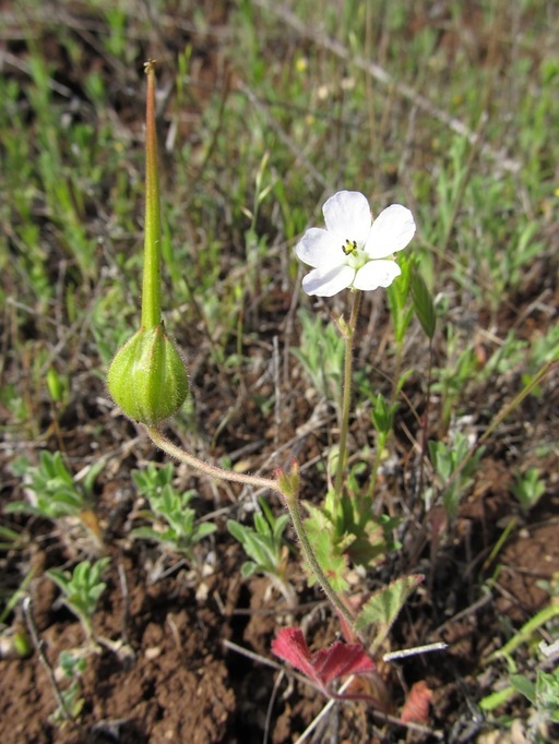 Image of <i>California macrophylla</i>