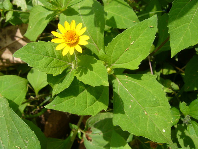 Imagem de Melampodium divaricatum (L. C. Rich.) DC.