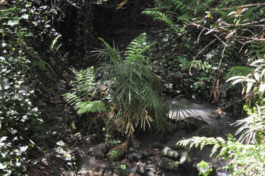 Imagem de Pteris cretica L.