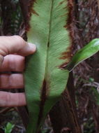 Imagem de Elaphoglossum crassifolium (Gaud.) W. R. Anderson & Crosby