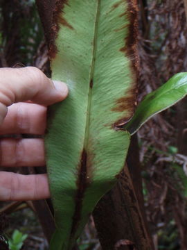 Elaphoglossum crassifolium (Gaud.) W. R. Anderson & Crosby resmi