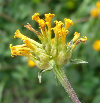 Image of Mexican bonebract