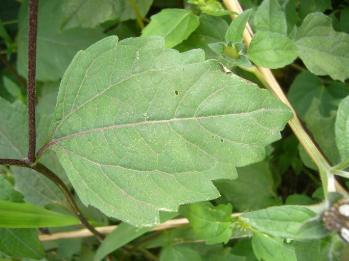 Sivun Sclerocarpus uniserialis (Hook.) Benth. & Hook. fil. ex Hemsl. kuva