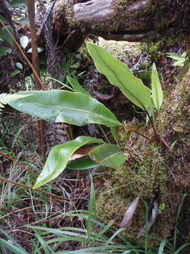 Imagem de Elaphoglossum crassifolium (Gaud.) W. R. Anderson & Crosby