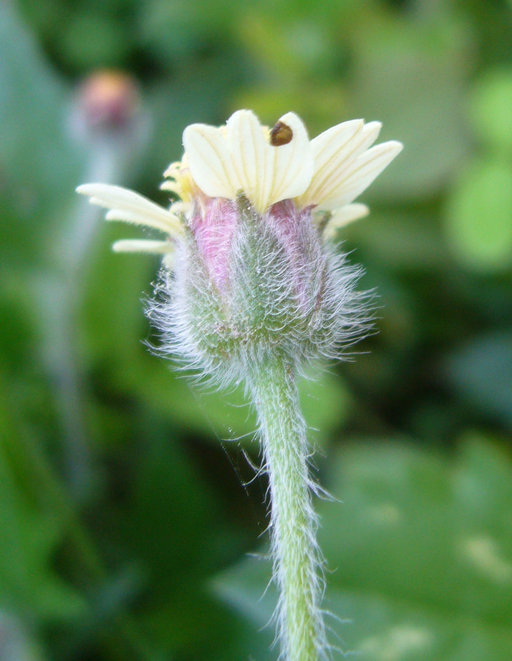 Image de Tridax procumbens L.