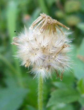 Image de Tridax procumbens L.