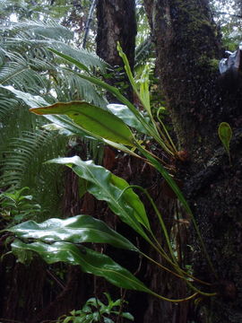 Image of Royal Tongue Fern