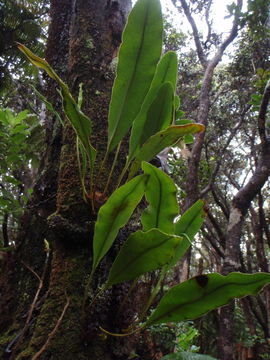 Imagem de Elaphoglossum crassifolium (Gaud.) W. R. Anderson & Crosby