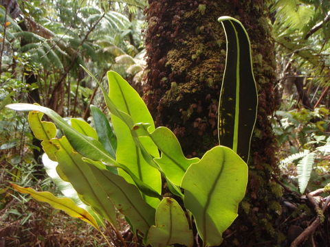 Imagem de Elaphoglossum crassifolium (Gaud.) W. R. Anderson & Crosby