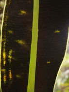Imagem de Elaphoglossum crassifolium (Gaud.) W. R. Anderson & Crosby