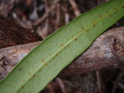 Image of Island Tongue Fern