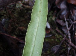 Image of Island Tongue Fern