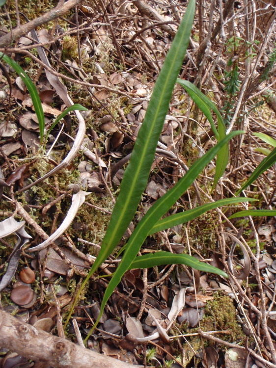 Image of Island Tongue Fern