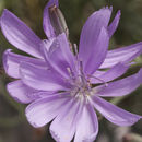 Image of Texas skeletonplant