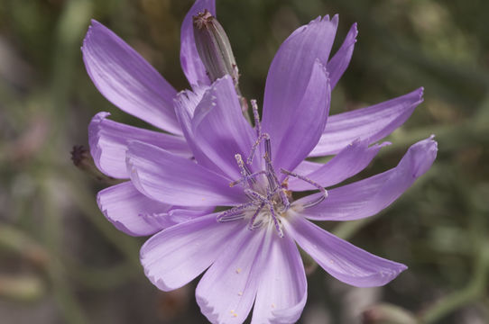 Image of Texas skeletonplant