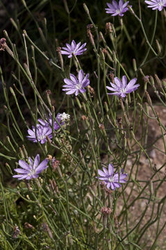 Image of Texas skeletonplant