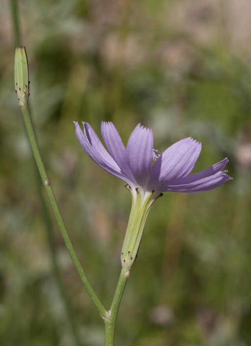 صورة Lygodesmia texana (Torr. & A. Gray) Greene ex Small