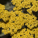 Image of Achillea tomentosa L.