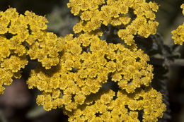 Image of Achillea tomentosa L.