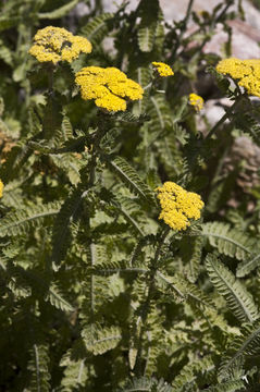 Image of Achillea tomentosa L.