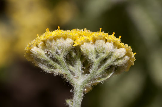 Image of Achillea tomentosa L.