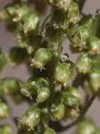 Image of field sagewort