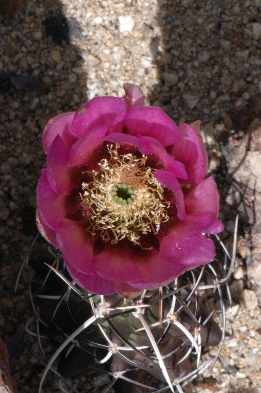 Image de <i>Echinocereus fendleri</i> var. <i>kuenzleri</i>