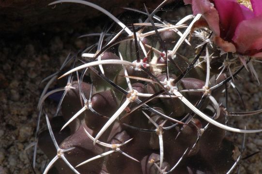 Image de <i>Echinocereus fendleri</i> var. <i>kuenzleri</i>