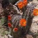 Plancia ëd Echinocereus triglochidiatus Engelm.