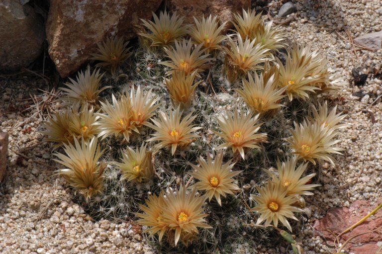 Image of Missouri Foxtail Cactus