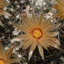 Image of Missouri Foxtail Cactus