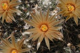 Image of Missouri Foxtail Cactus