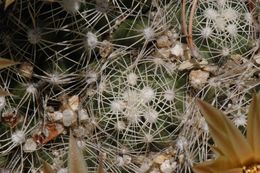 Image of Missouri Foxtail Cactus