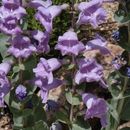 Penstemon grandiflorus Fras. resmi