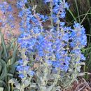 Image of waxleaf penstemon