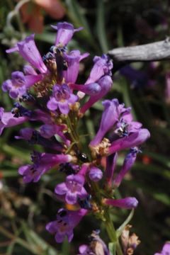 Слика од Penstemon watsonii A. Gray