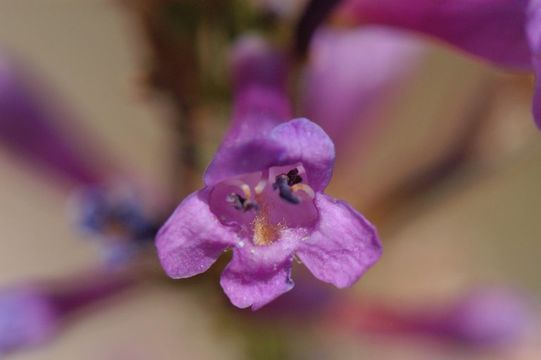 Image of Watson's penstemon