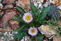 Image of Rothrock's Townsend daisy