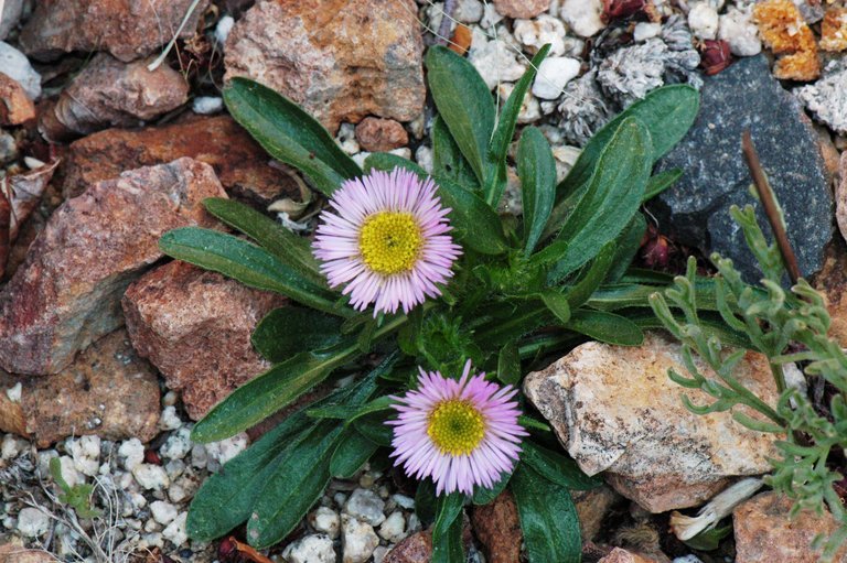 Image of Rothrock's Townsend daisy