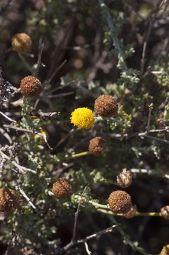 Image of African sheepbush