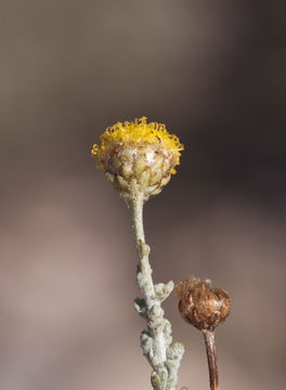 Image of African sheepbush