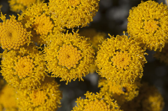 Image of lavender cotton