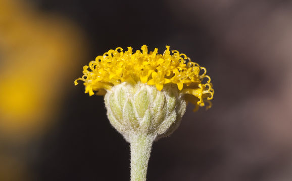 Image of lavender cotton