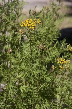 Image of common tansy