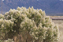 Image of desertbroom