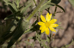 Plancia ëd Benitoa occidentalis (H. M. Hall) Keck