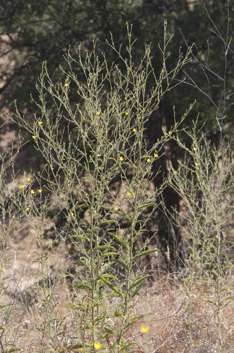 Plancia ëd Benitoa occidentalis (H. M. Hall) Keck