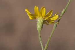 Plancia ëd Benitoa occidentalis (H. M. Hall) Keck