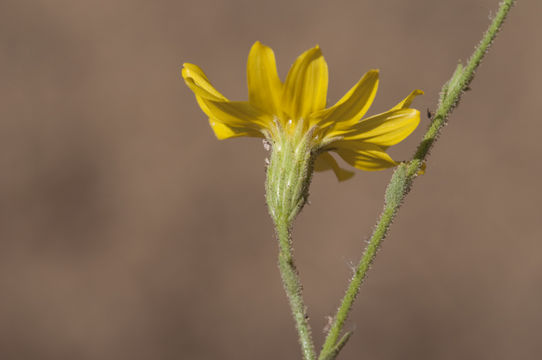 Слика од Benitoa occidentalis (H. M. Hall) Keck